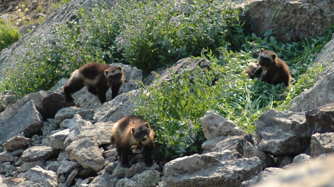 Wolverine Climate Cha_Hein(1).jpg